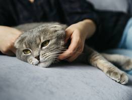 Почему кошка мяукает в ответ на речь хозяина - 5 причин этого милого поведения питомца