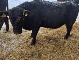 В Коми успешно акклиматизировалось и растёт поголовье абердин-ангусов