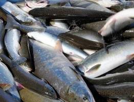 В Коми рыбоводческие хозяйства получат по 282 рубля за каждый килограмм форели или сига