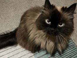 Как кошка показывает, что считает вас своей "мамой" или "папой": обратите внимание на эти признаки