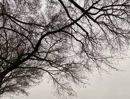 Более 1000 реальных лошадей встретят свой символический год в Коми