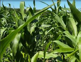 Кукуруза в Коми выросла выше человеческого роста