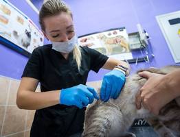 В Коми стерилизовали почти 1200 животных в рамках благотворительной акции